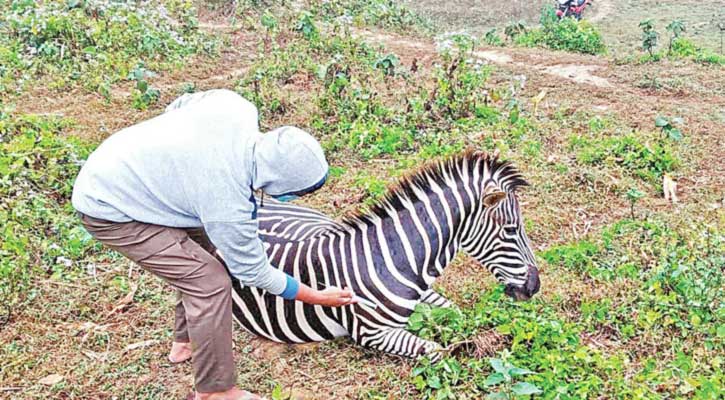 জেব্রার মৃত্যু : সাফারি পার্কের দুই কর্মকর্তা প্রত্যাহার