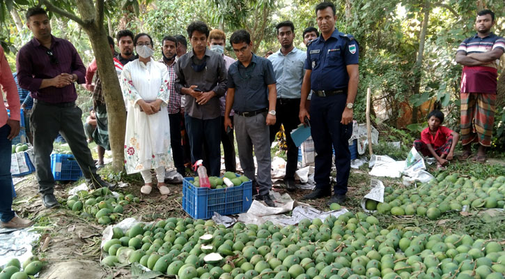 অপরিপক্ক আম পেড়ে পাকানোর চেষ্টা, আটক ১