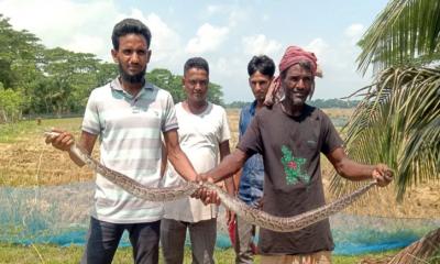 শরণখোলায় আবারও ধান ক্ষেত থেকে অজগর উদ্ধার