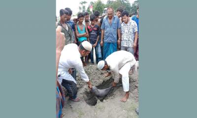 মেঘনায় ভেসে এলো মৃত ডলফিন