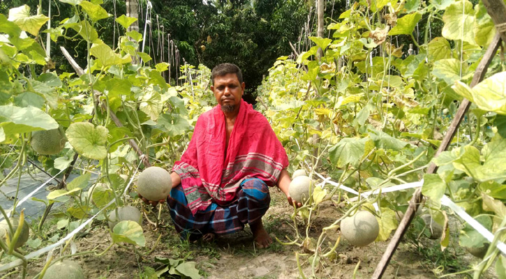 রকমেলন চাষে সাড়া জাগিয়েছেন হান্নান মোড়ল