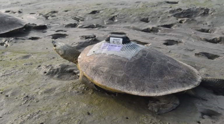 ২০ দিনে ২০০ কিলোমিটার পথ পাড়ি দিল কচ্ছপটি