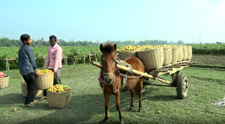 টমেটোর ফলনও বেশি, দামও দ্বিগুণ 