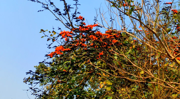 ফুলে ফুলে সেজেছে জাবি