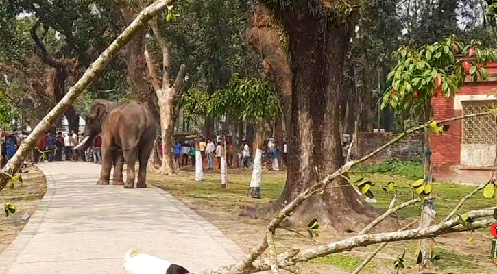 ‘নারী সঙ্গীর খোঁজে’ লোকালয়ে সার্কাসের হাতির তাণ্ডব