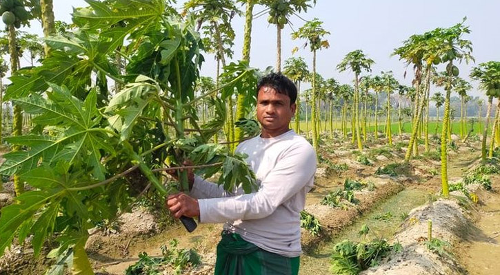 পেঁপে গাছের সঙ্গে এ কেমন শত্রুতা