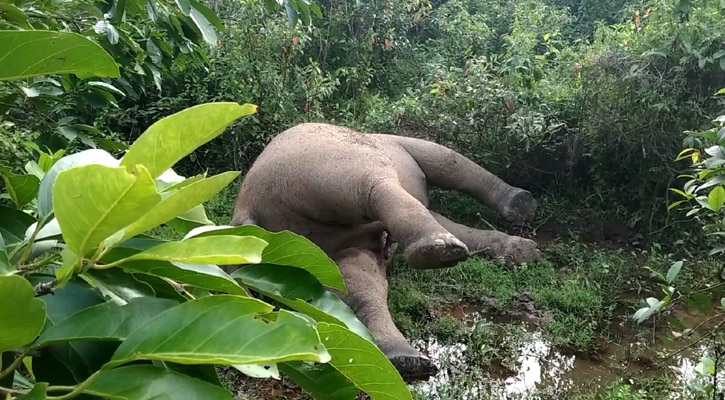 আঘাতপ্রাপ্ত অবস্থায় বন্য হাতির মরদেহ উদ্ধার