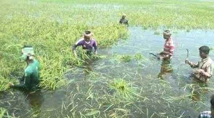 পাহাড়ি ঢলে প্লাবিত সিলেটের নিম্নাঞ্চল 