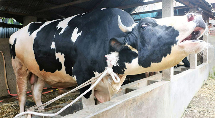 পীরগঞ্জের বারাকাতের দাম ১৫ লাখ