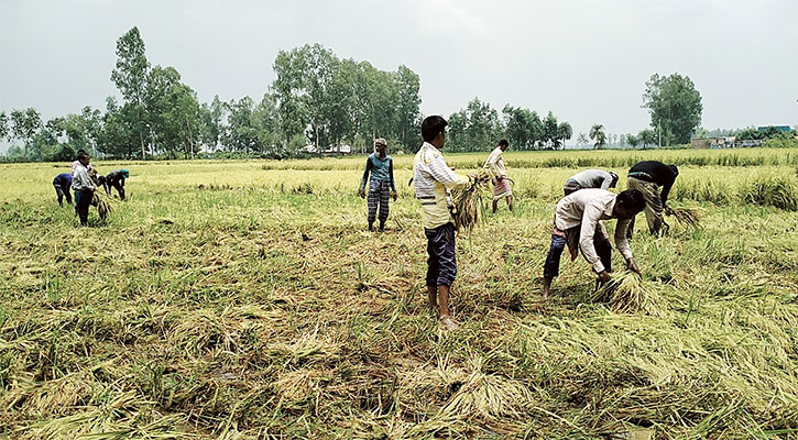 নুয়ে পড়া ধান নিয়ে বিপাকে ‍কৃষক