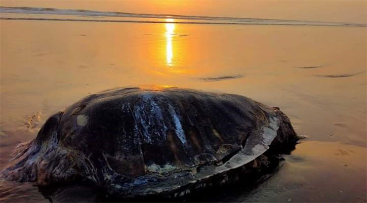 সৈকতে ভেসে এসেছে মৃত কাছিম