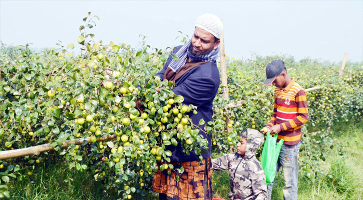 ‘বলসুন্দরী’ চাষে সফল ইউনুস ভূঁইয়া