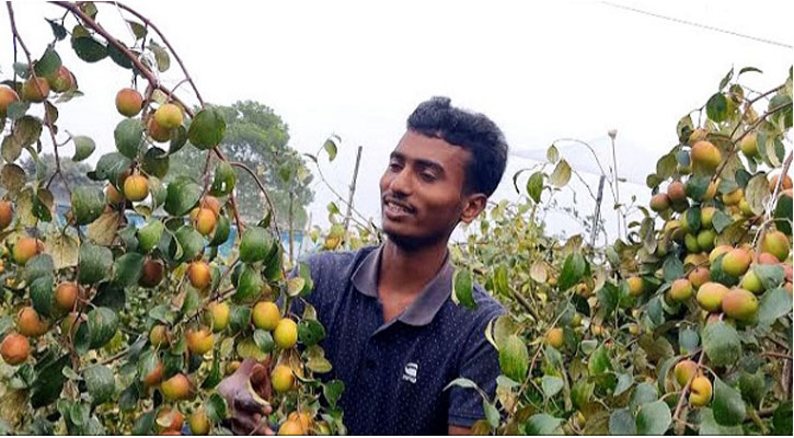 কাশ্মীরি আপেল কুল চাষে সফল শাহজাহান