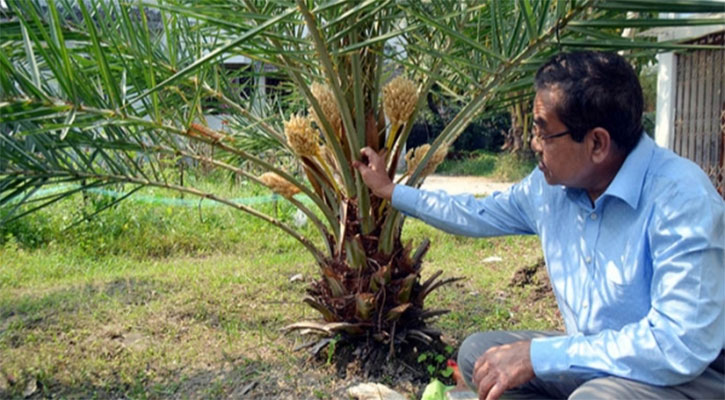 কুমিল্লায় মেডজুল খেজুরের পরীক্ষামূলক চাষ