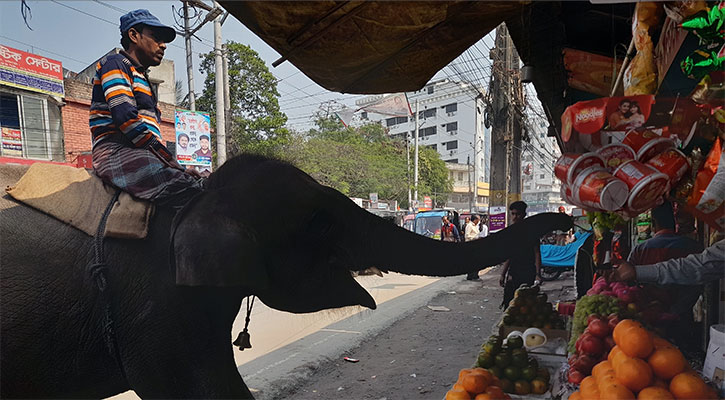 হাতি দিয়ে চাঁদাবাজি