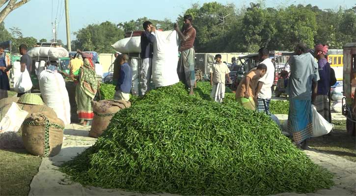 জামালপুরে ৮ হাজার ২০০ হেক্টর জমিতে মরিচ চাষ