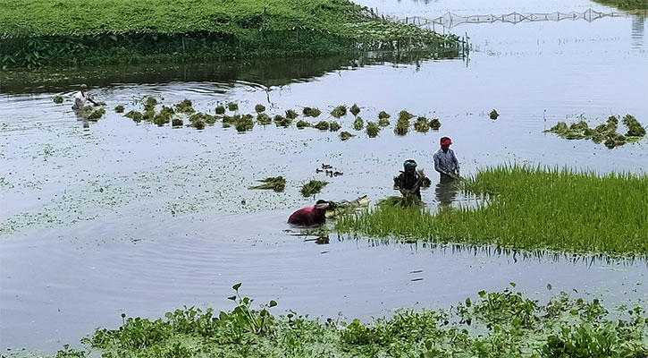 টানা বৃষ্টিতে তলিয়ে গেছে ধানক্ষেত