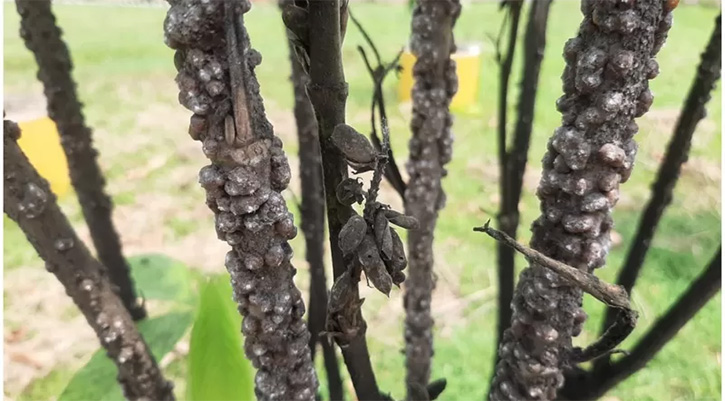 লাক্ষা চাষে আগ্রহ হারাচ্ছেন চাষিরা