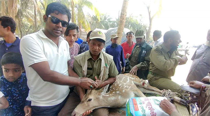 আট মাস ধরে হরিণটি লোকালয়ে!