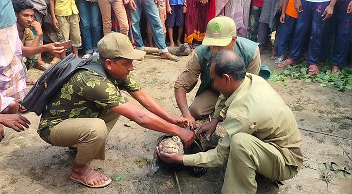 হাঁস খুঁজতে গিয়ে কুমির উদ্ধার