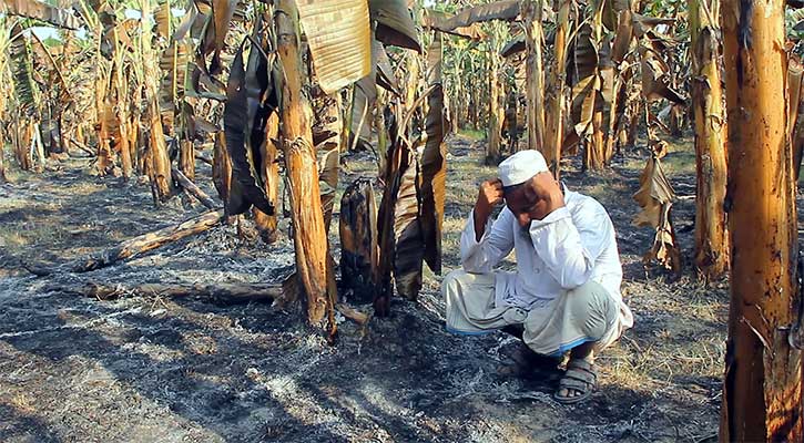 দুর্বৃত্তদের আগুনে পুড়ল কলাবাগান