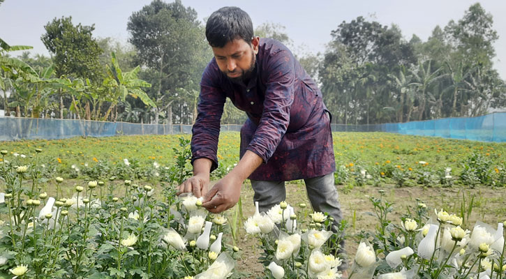 লোকসানের কারণে আগ্রহ হারাচ্ছেন ফুলচাষিরা