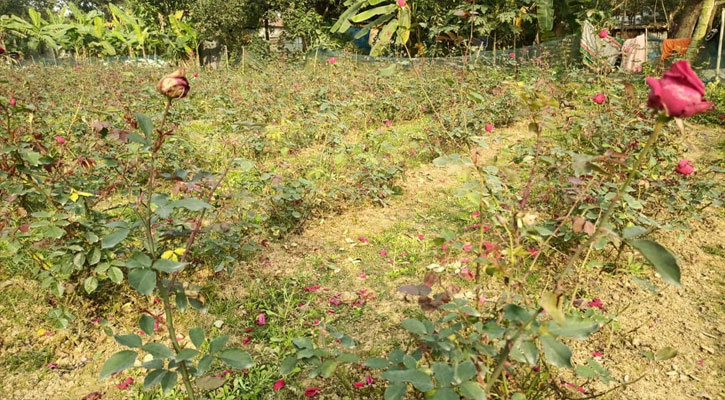 গোলাপ গ্রামে মড়ক, ফুলের বাজার চড়া