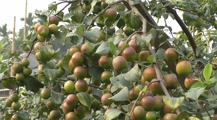 শেরপুরে বড়ই চাষে দুই লাভ 