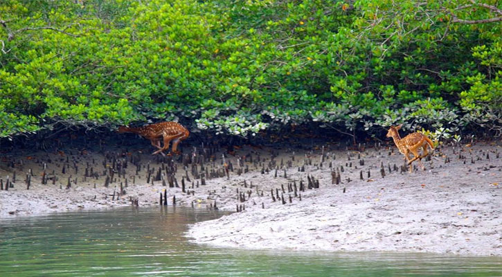 আজ সুন্দরবন দিবস