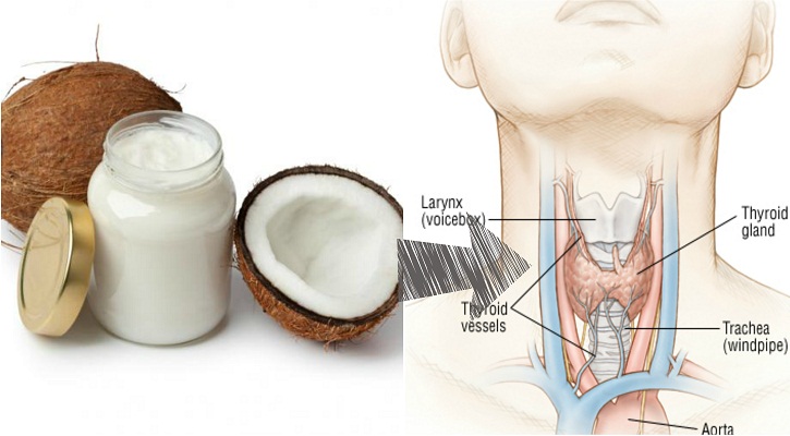 নারকেল থাইরয়েড নিয়ন্ত্রণে রাখবে