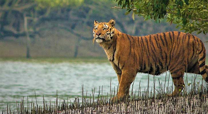 সুন্দরবনে বাড়ছে বাঘের গর্জন