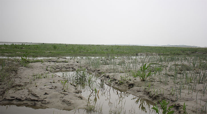 তিস্তার পানি বৃদ্ধিতে ফসলের ব্যাপক ক্ষতি