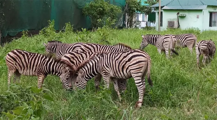 সাফারি পার্কের সেই কর্মকর্তার বিরুদ্ধে মামলা