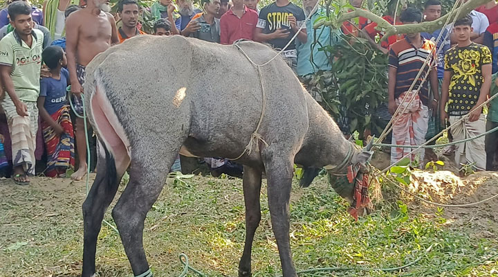 আম বাগানে ঘুরে বেড়াচ্ছিল নীলগাই