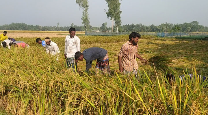 আমন ধান ঘরে তুলতে ব্যস্ত কৃষক