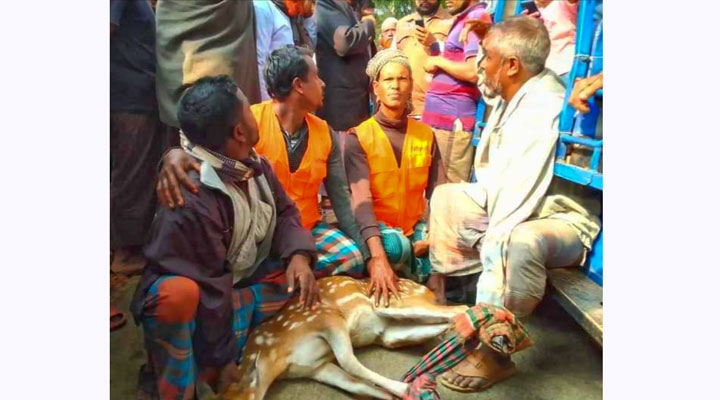 বরগুনায় লোকালয়ে হরিণ