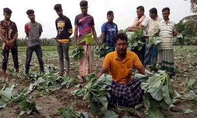 কপি ক্ষেত ও কলার কাঁদি কেটে তছরুপ, কৃষকের কান্না