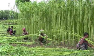 ঠাকুরগাঁওয়ে পাটের বাম্পার ফলন