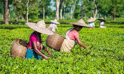 কাজে ফিরেছেন মৌলভীবাজারের চা শ্রমিকরা