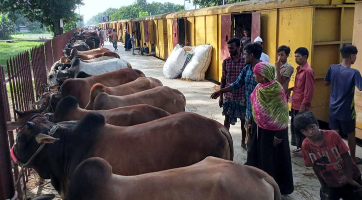 ট্রেনে ঘুমিয়ে ঘুমিয়ে ঢাকায় যাচ্ছে কোরবানির পশু