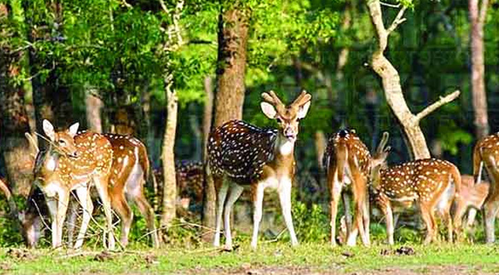 ভেসে যেতে পারে নিঝুম দ্বীপের হরিণ