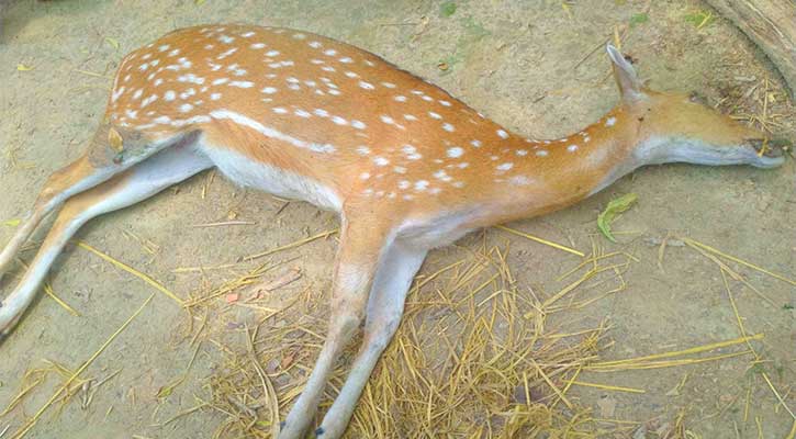 কুকুরের আক্রমণে হরিণের মৃত্যু