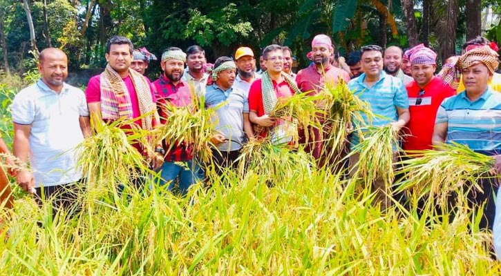 কৃষকের দেড় একর জমির ধান কেটে দিলো যুবলীগ