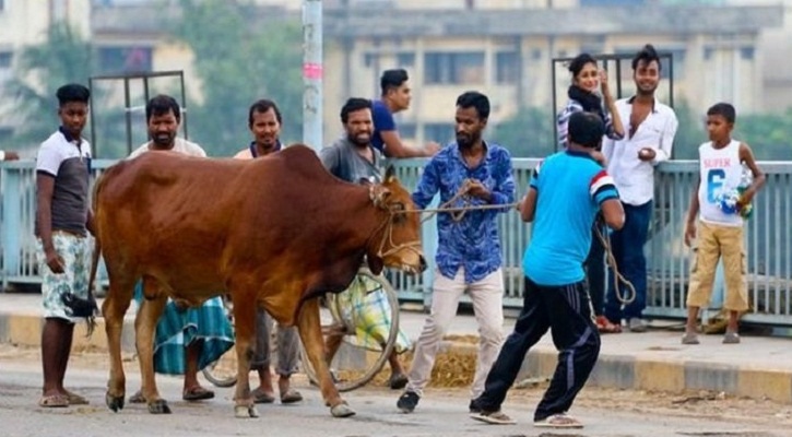 ভাগে কোরবানি দেওয়ার নিয়ম জানুন