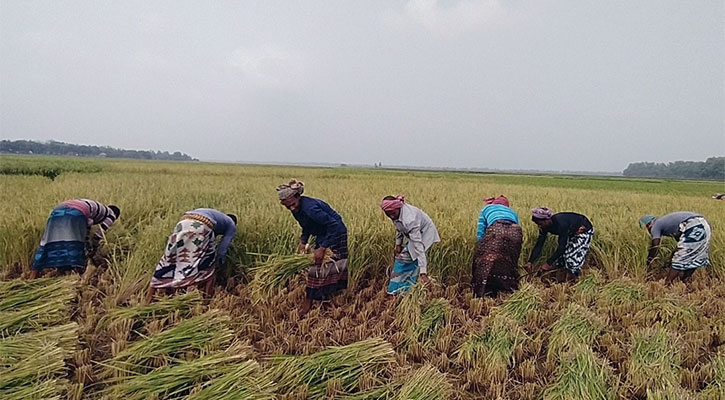 আউশের ফলন ও দামে খুশি নওগাঁর চাষিরা