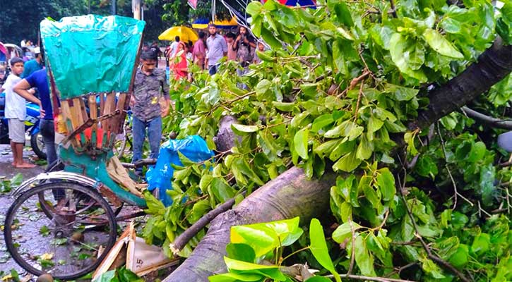 টিএসসিতে গাছের ডাল ভেঙ্গে রিকশাচালক নিহত